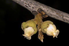 Diospyros melanoxylon